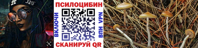 дарк нет клад  Саяногорск  Псилоцибиновые грибы GOLDEN TEACHER 